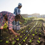 Ho GCC–Africa Agri-Trade Corridors Strengthen